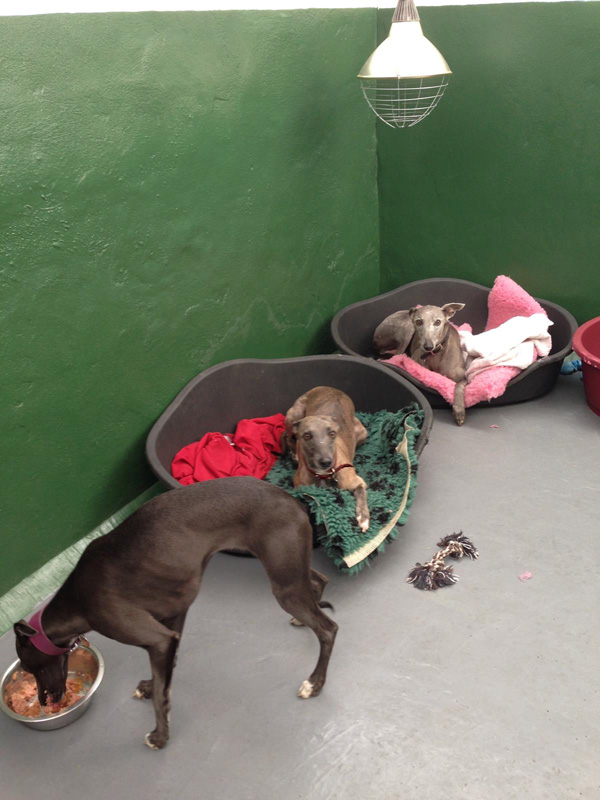 Wagtails Farm Stay Kennels Facilities